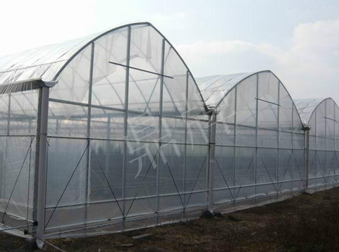 蔬菜種子種植戶客戶點(diǎn)評(píng)-鼎牌瓠瓜上市早，地頭批發(fā)價(jià)達(dá)到8元/斤，種植基地王老板告訴您！