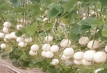 蔬菜種子種植戶客戶點(diǎn)評(píng)-現(xiàn)在的瓜菜價(jià)格不好，但我種植的優(yōu)質(zhì)甜瓜還是有好的收入！