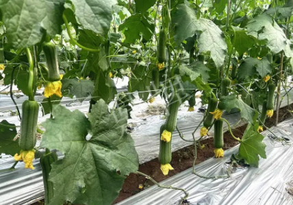 蔬菜種子種植戶客戶點(diǎn)評(píng)-這個(gè)新品種好不好？？？見(jiàn)證的時(shí)候到了！