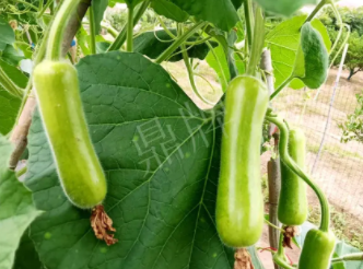 蔬菜種子種植戶客戶點(diǎn)評(píng)-科研人員發(fā)誓研究的一個(gè)抗高溫品種，您可能需要！