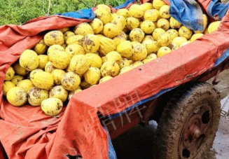 蔬菜種子種植戶客戶點(diǎn)評(píng)-持續(xù)暴雨天氣，這個(gè)品種幫我們渡過(guò)了難關(guān)，收入還滿意！