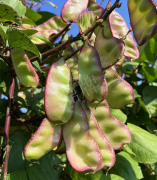 蔬菜種子種植戶客戶點(diǎn)評-價格好得讓種植者笑咪咪的，這個神奇的品種在霜降后還是串串結(jié)莢！