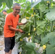 蔬菜種子種植戶客戶點(diǎn)評-干農(nóng)業(yè)，有喜悅嗎？有的，請看！