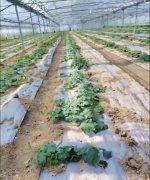 蔬菜種子種植戶客戶點(diǎn)評-三倍體絲瓜到底是斷頭好？還是不斷頭好？看看這位老板的做法……