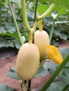 蔬菜種子種植戶客戶點(diǎn)評-瓜菜價(jià)格不好，太卷了！看一位種植大戶穩(wěn)穩(wěn)賺錢的經(jīng)驗(yàn)…