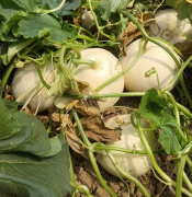 蔬菜種子種植戶客戶點(diǎn)評-我種植的這個(gè)品種，稱得上“白馬王子”，與大家分享！