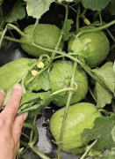 蔬菜種子種植戶客戶點(diǎn)評-瓜商喜歡、消費(fèi)者喜歡，這個(gè)品種就好銷售！