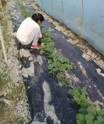 蔬菜種子種植戶客戶點(diǎn)評-我想要一個(gè)抗高溫又品質(zhì)優(yōu)良的甜瓜品種，終于找到了！